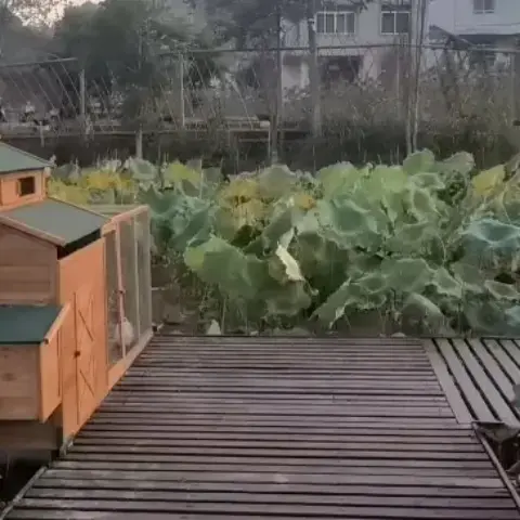 113inches Super large chicken pet coop, Cunninghamia lanceolata, outdoor rabbit coop, rain insulation roof, egg box, leakproof tractor tray and ramp